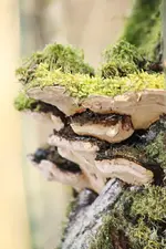 Pilz.webp