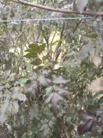001.webp