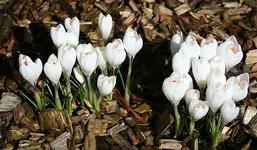 Krokus2.webp