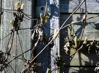 namenlose frühe Clemi.webp