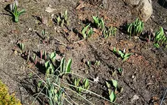 Tulpen Allium.webp