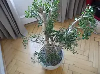 P1010815.webp