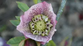 rosaweiß Anemone stark gespottet.webp