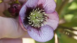 weißlila mit dkl. Auge.webp