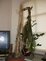 IMG_8532.webp