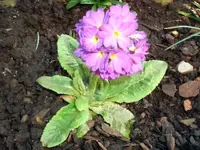 CIMG6296.webp