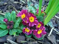 CIMG6301.webp