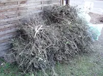 2011 03 19 011.webp