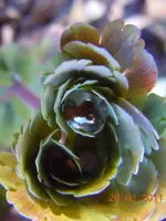 035.webp