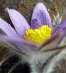 pulsatilla regen.jpg