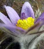 pulsatilla regen.webp