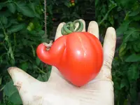 tomate2.webp
