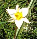 DSC00989 - 2011-03-19 - wildtulpe.JPG