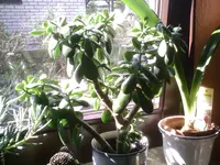 Geldbaum1.webp