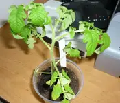 Sorgenkind21032011.webp