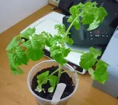 Sorgenkind21032011-1.webp