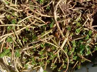 k-DSCF0063.webp