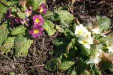 März 1 2011 005.webp
