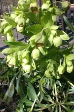 März 1 2011 006.webp