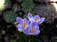 SDC13130.webp