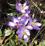 DSC01009 - 2011-03-21- lila krokusse.webp