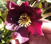 DSC00995 - 2011-03-19 - lenzrose.webp