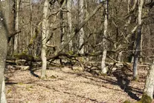 Tote Eiche (17).webp