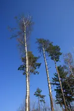 Himmlisch.webp