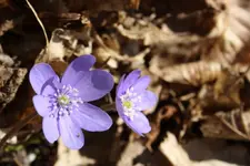 Leberblümchen (2).webp