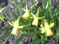 PICT0442.webp