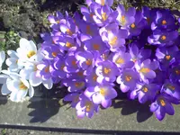 PICT0436.webp