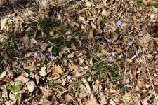 Leberblümchen.webp