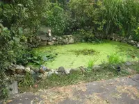 Teich1.webp