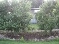 Apfelbaueme rindenmulch.webp