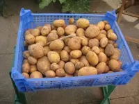 kartoffelernte2.webp