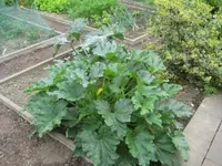 zuccini1.webp