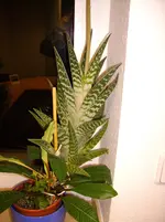 N 011.webp