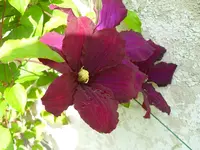 SDC10105.webp