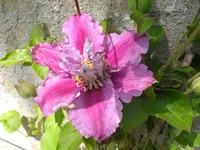 SDC10272.webp