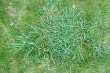 Rasenunkraut 3.webp