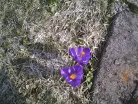 Krokusse1.webp
