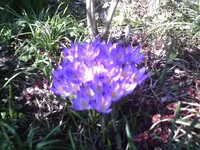 Krokusse.webp