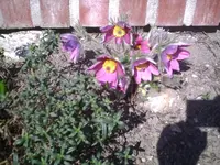 Kuhschelle 22.03.2011.webp
