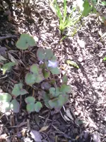 Leberblümchen.webp
