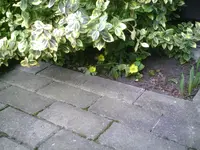 Winterlinge.webp