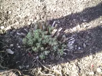 Sedum.webp