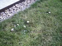 Gänseblümchen.webp