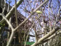 Knospen.webp