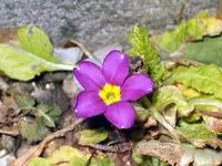 HPIM9843.webp