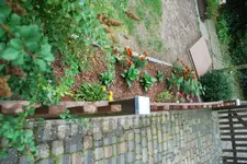 Hortensienstecklinge.webp
